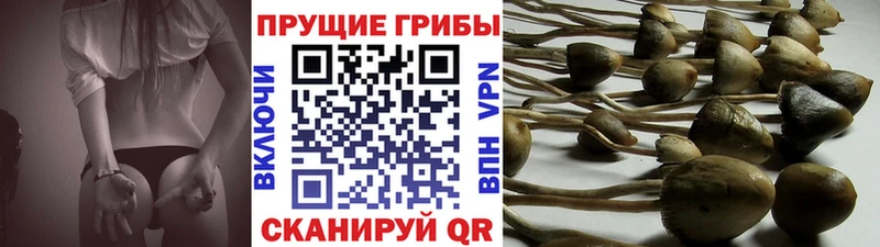 закладка Юрьев-Польский Галлюциногенные грибы Psilocybine cubensis